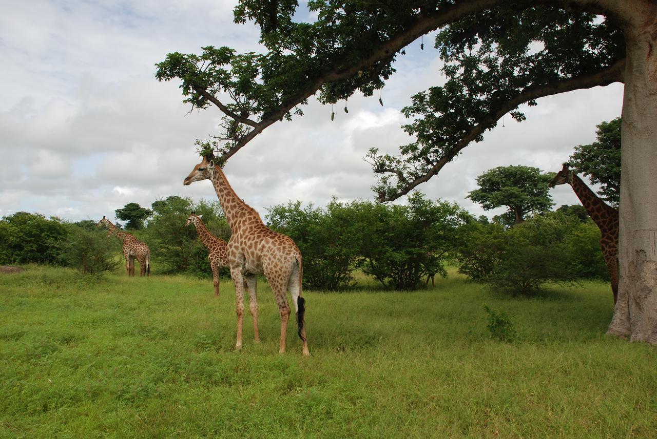 Safari Village Saly Εξωτερικό φωτογραφία